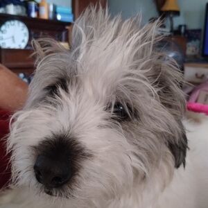 Meet your Posher, Debbie